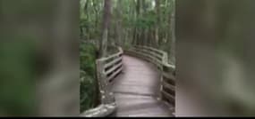 Floride : Rencontre avec un puma lors d’une balade dans une réserve naturelle 