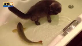 Un chat et un poisson jouent dans une baignoire