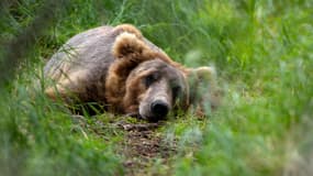 La Slovaquie autorise l'abattage de 350 ours malgré une directive de l'UE (photo d'illustration)