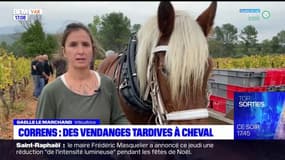 Correns: des vendanges tardives à cheval