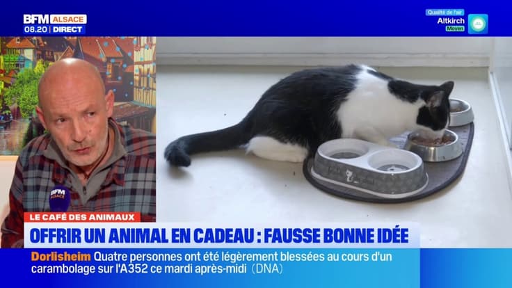 Le Café des Animaux: offrir un animal à Noël, une fausse bonne idée