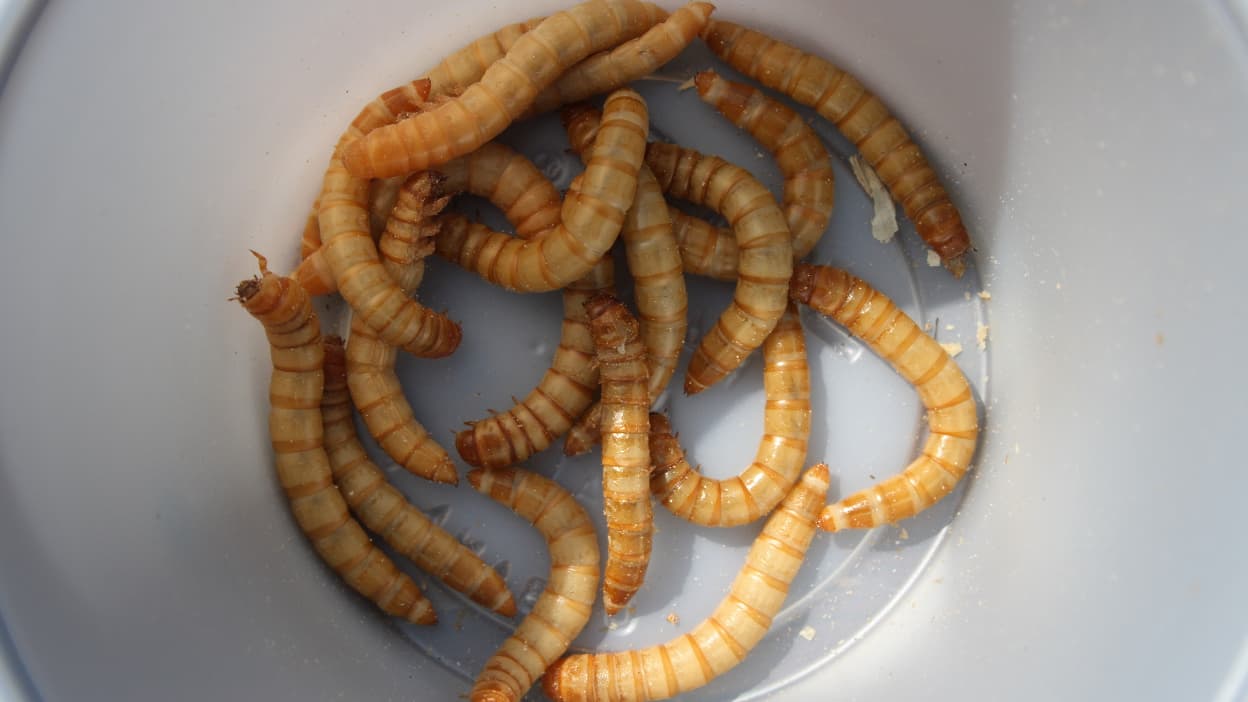 Vers de farine séchés - Nourriture naturelle à base d'insectes
