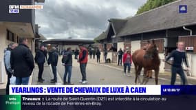Hippodrome de Caen: des ventes de yearlings rencontrent un vif succès
