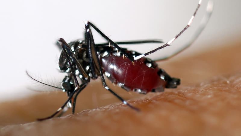Le moustique-tigre véhicule la dengue d'un humain à un autre.