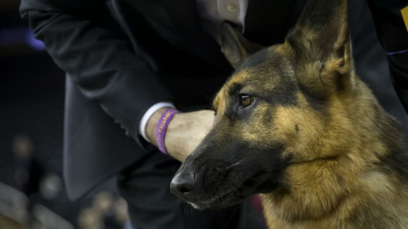 Le chien abattu était un berger allemand. Photo d'illustration