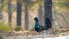 Cette image fournie le 17 mars 2023 par le photographe animalier Vincent Munier, non datée, montre un grand tétras dans une forêt des Vosges.