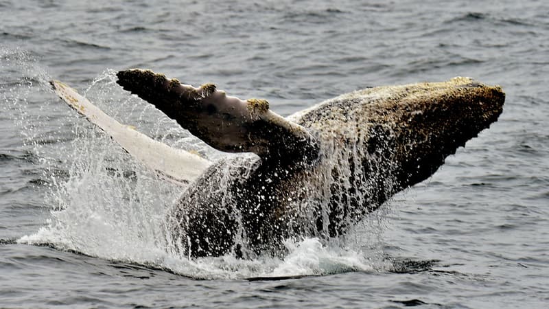 Une baleine à bosse photographiée près des côtes de Puerto Lopez, Manabi, en Equateur le 21 octobre 2015. (Photo d'illustration) 
