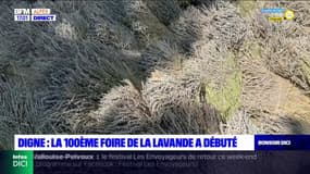 Digne-les-Bains: 20.000 visiteurs attendus à la 100e foire de la lavande
