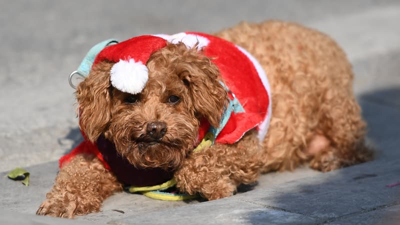 Un chien habillé en costume de Père Noël dans une rue de Hanoi, au Vietnam, le 15 décembre 2022