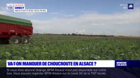 Alsace: les fortes chaleurs de l'été menacent la production de choux