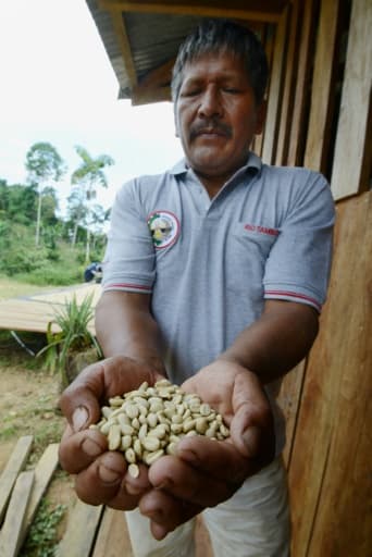 Javier Sedano, producteur de café de Satipo au Pérou, montre une poignée de grains de café le 28 juin 2017 Javier Sedano, producteur de café de Satipo au Pérou, montre une poignée de grains de café le 28 juin 2017