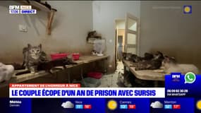 Nice: un an de prison avec sursis pour le couple qui possédait une centaines de chats et des chiens