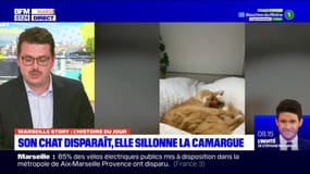 Marseille Story: l'appel à l'aide d'une influenceuse allemande qui a perdu son chat