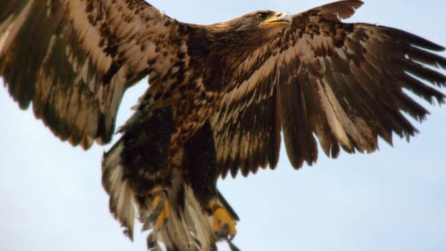 Aigle royal.