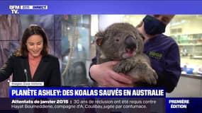 Planète Ashley - 14 koalas blessés lors des incendies en Australie en janvier dernier ont été remis en liberté
