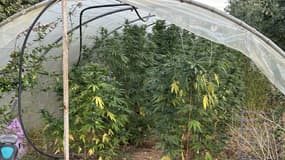 L'homme faisait pousser ses plants dans une serre de son exploitation à Manosque