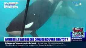 Antibes: le bassin des orques de Marineland bientôt rouvert?