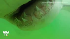 Un requin blanc s’attaque à la caméra d’un scientifique