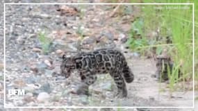 Regardez ces magnifiques léopards tachetés de Bornéo 