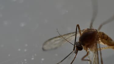 Espagne Naissance Du Premier Bebe En Europe Atteint De Microcephalie Due Au Virus Zika