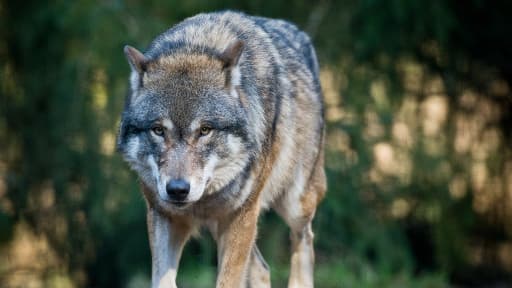 Un loup photographié en Allemagne