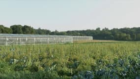 La ville de Gennevilliers a acheté une ferme, dans un autre département, pour nourrir ses élèves 