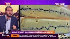 La raie cendrée du morbier est désormais protégée