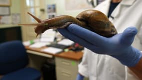 Un scientifique présente un escargot géant d'Afrique, le 17 juillet 2015, à Miami. 