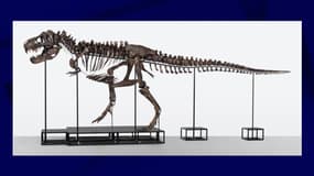 Le tyrannosaure rex "Trinity"