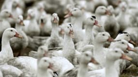 11.200 canards ont été abattus dans un élevage de Vendée 