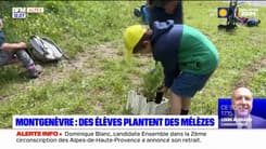   Montgenèvre: des élèves plantent des mélèzes dans la montagne