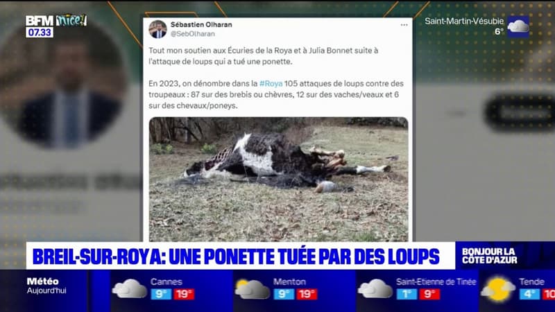 Breil-sur-Roya: une ponette tuée par des loups