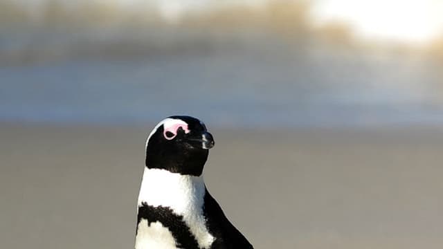 Un manchot du Cap dans son milieu naturel, le 4 juillet 2010, en Afrique du Sud (photo d'illustration). 