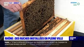 Rhône : des ruches installées en pleine ville