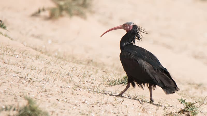 Pyrénées-Orientales: un ibis chauve aperçu par des ornithologues 300 ans...