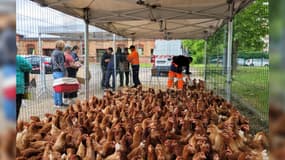 Des poules à Colmar (Haut-Rhin), distribuées gratuitement par l'agglomération à ses administrés le samedi 7 juin 2025.