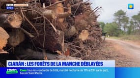 Les forêts de la Manche sont déblayées après la tempête Ciaran fin 2023
