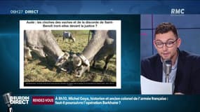 Après les "vaches qui puent", une plainte déposée contre des "vaches trop bruyantes"