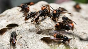Des frelons asiatiques, le 14 octobre 2020. (photo d'illustration)