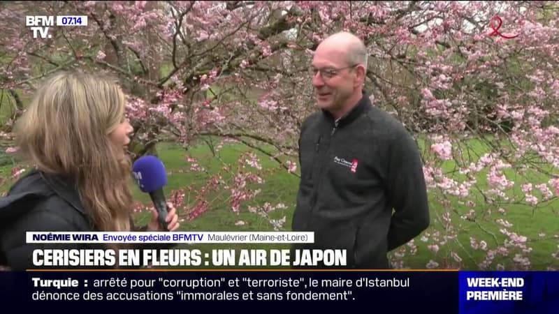 Parc Oriental de Maulévrier: la floraison des cerisiers offre un joli spectacle