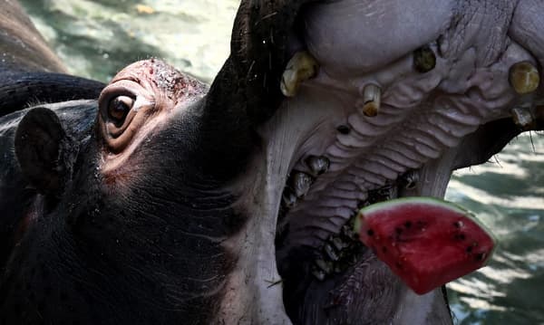 Un hippopotame mange de la pastèque congelée pour se rafraîchir au zoo "Bioparco" pendant une vague de chaleur à Rome, le 15 juillet 2023.