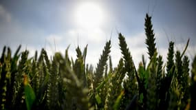 Dans le Loiret, Les agriculteurs subissent la sécheresse printanière