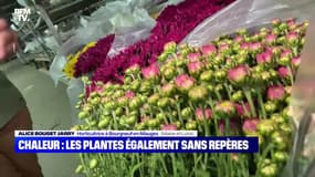 Chaleur : les plantes également sans repères - 26/10