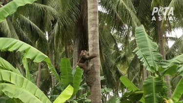 Attachés par le cou avec un collier métallique, les singes sont obligés de grimper et de descendre des arbres et de cueillir jusqu’à 1 000 noix de coco par jour, dans certaines exploitations de Thaïlande.