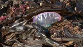 Dans le Morbihan, des méduses dangereuses envahissent les plages