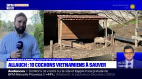 Allauch: dix cochons vietnamiens à sauver