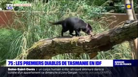 Paris: les premiers diables de Tasmanie d'Île-de-France sont arrivés