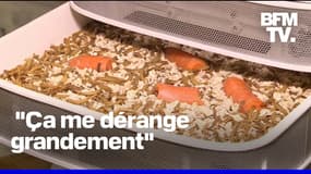 La farine de ver, une poudre d'insectes bientôt autorisée dans nos assiettes