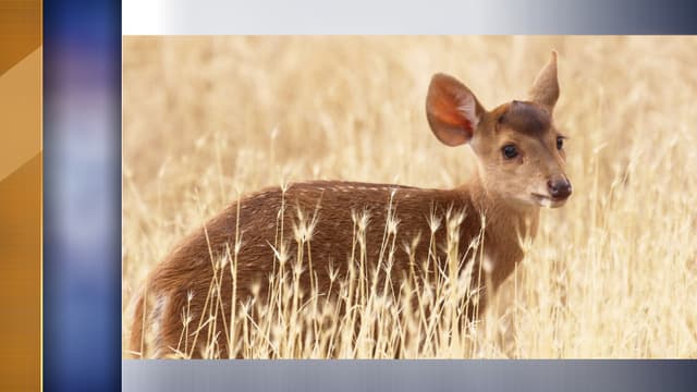 Le cerf cochon
