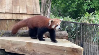 Le panda roux, âgé de neuf mois, arrivé vendredi 12 avril 2024 au Jardin des plantes de Paris.